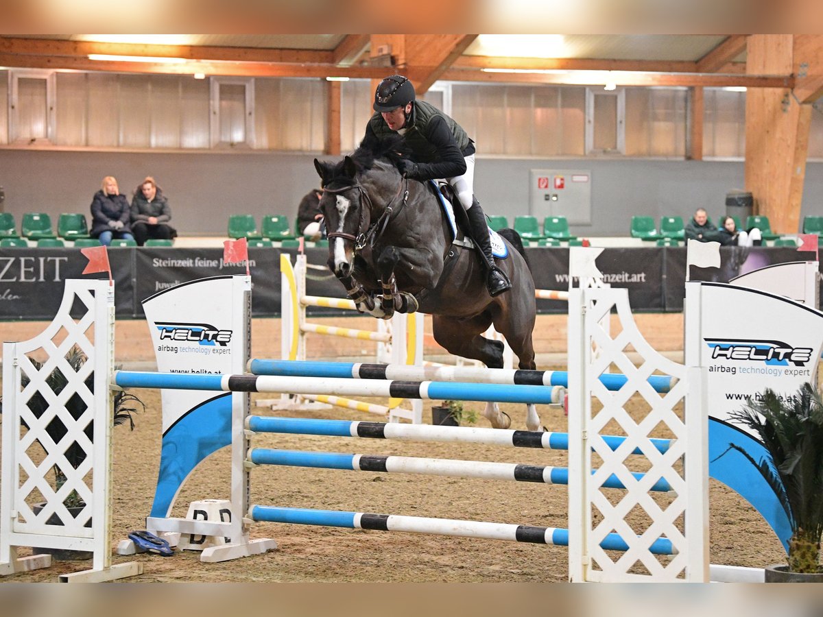 Selle Francais Wallach 10 Jahre 163 cm Rappe in Schattendorf