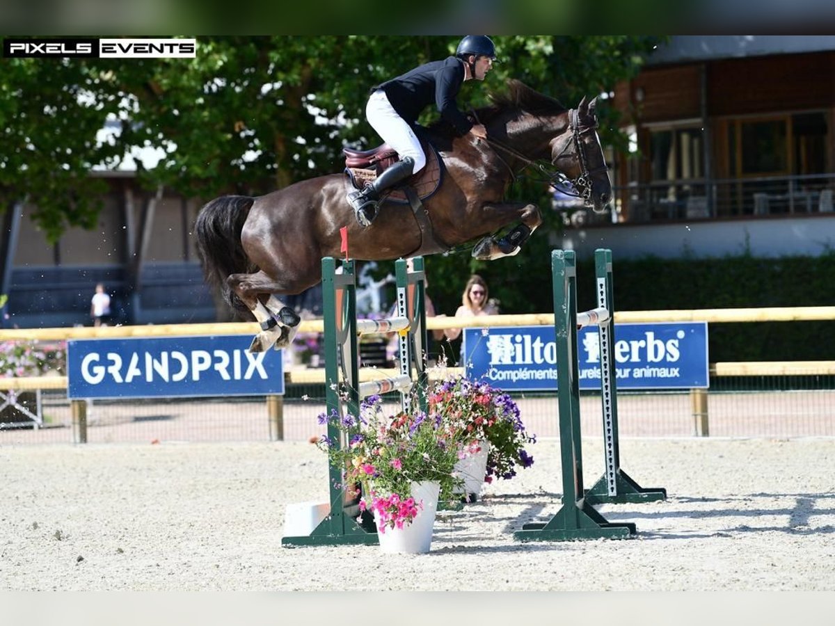Selle Francais Wallach 10 Jahre 168 cm Dunkelfuchs in Lilienthal
