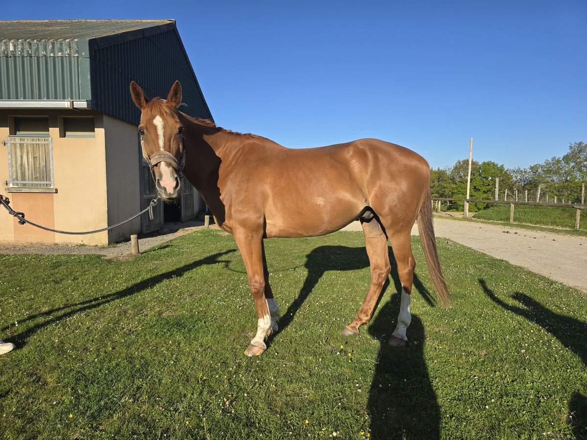 Selle Francais Wallach 10 Jahre 170 cm Fuchs in ST FLOUR