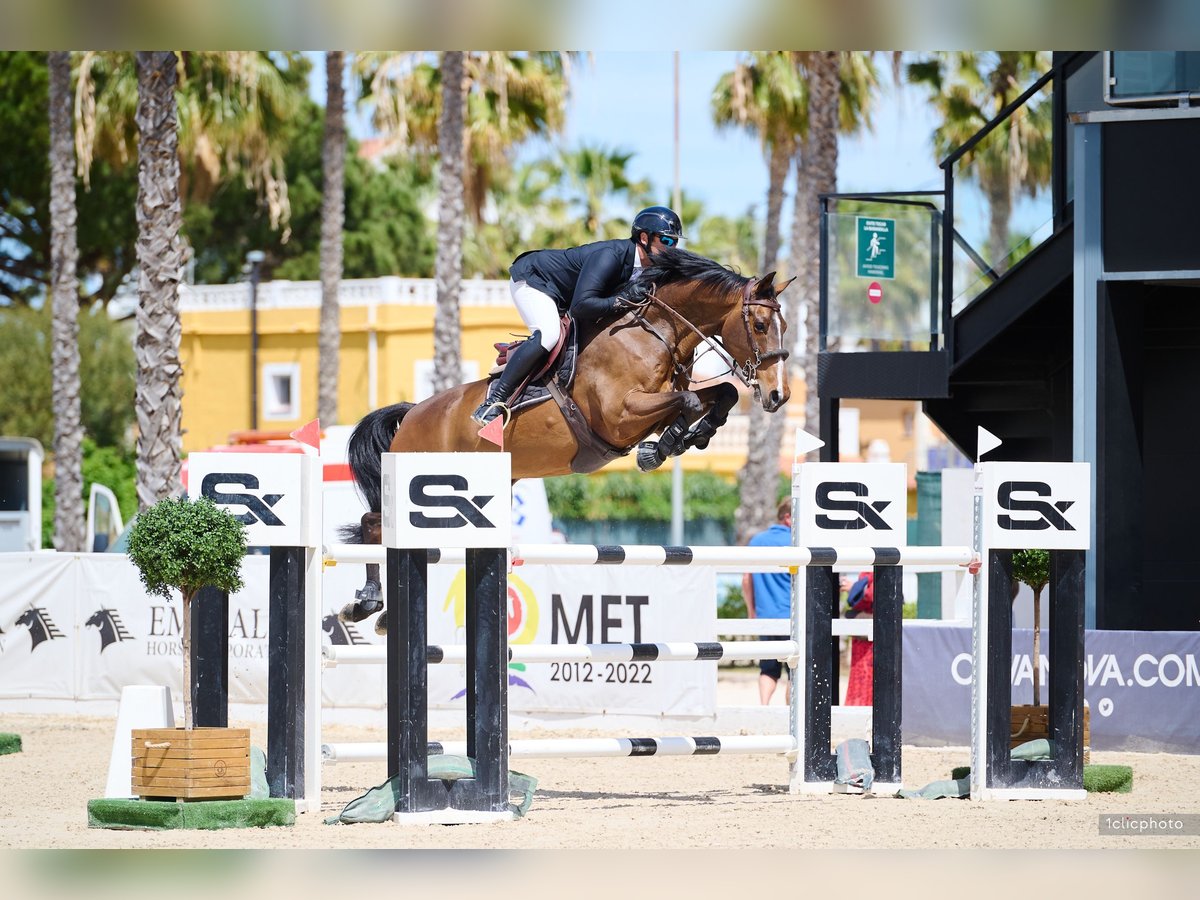 Selle Francais Wallach 12 Jahre 168 cm Brauner in Moreilles