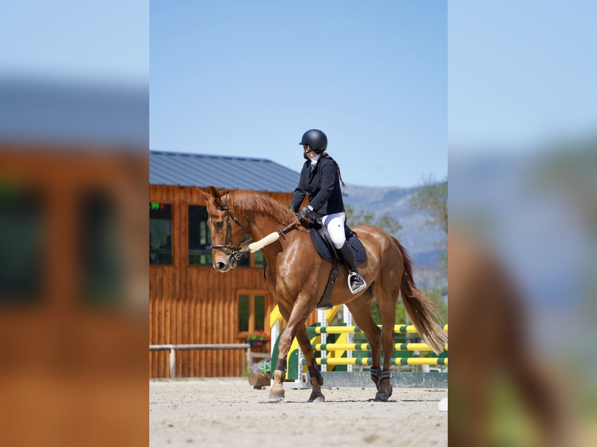 Selle Francais Wallach 12 Jahre 175 cm Fuchs in Viladecans