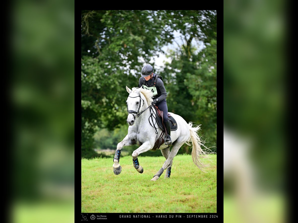 Selle Francais Wallach 15 Jahre 162 cm Schimmel in Sainte-Luce-sur-Loire
