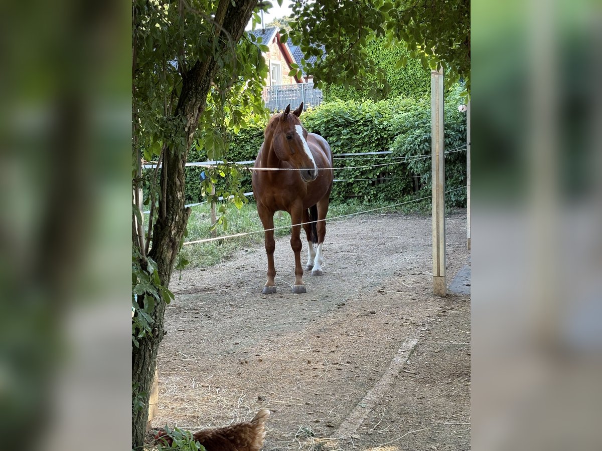 Selle Francais Wallach 16 Jahre 160 cm Fuchs in Zülpich