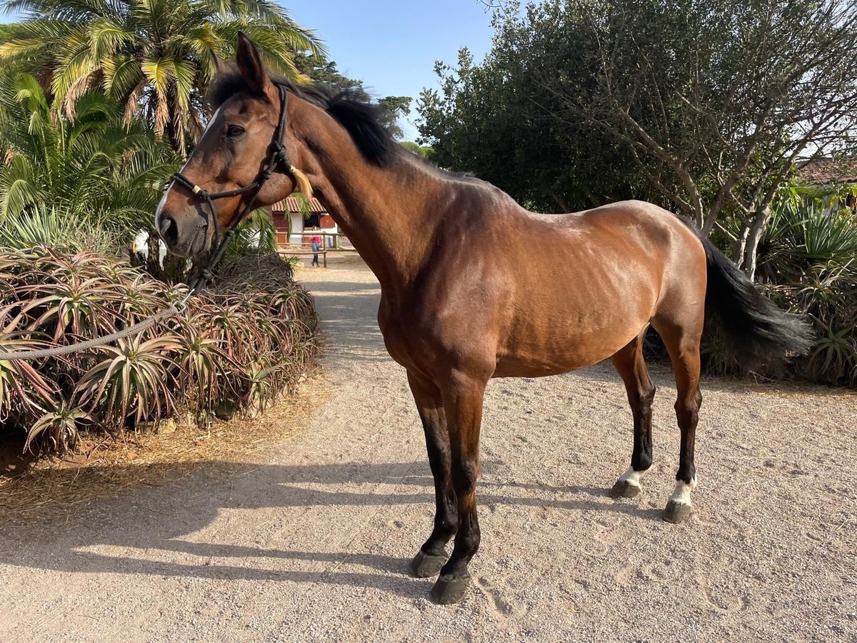 Selle Francais Wallach 16 Jahre 168 cm Rotbrauner in Lisboa