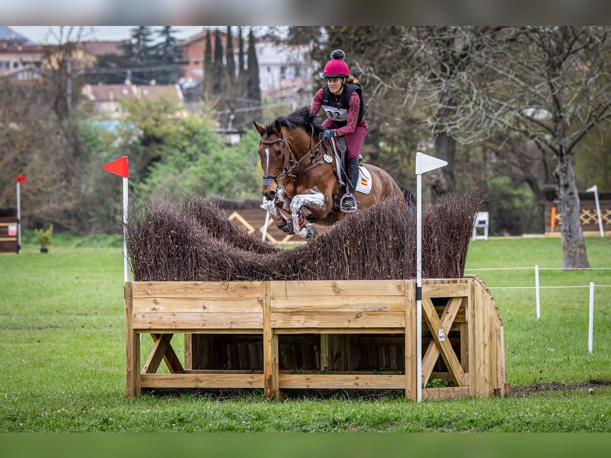 Selle Francais Wallach 16 Jahre 172 cm Brauner in Premia De Dalt