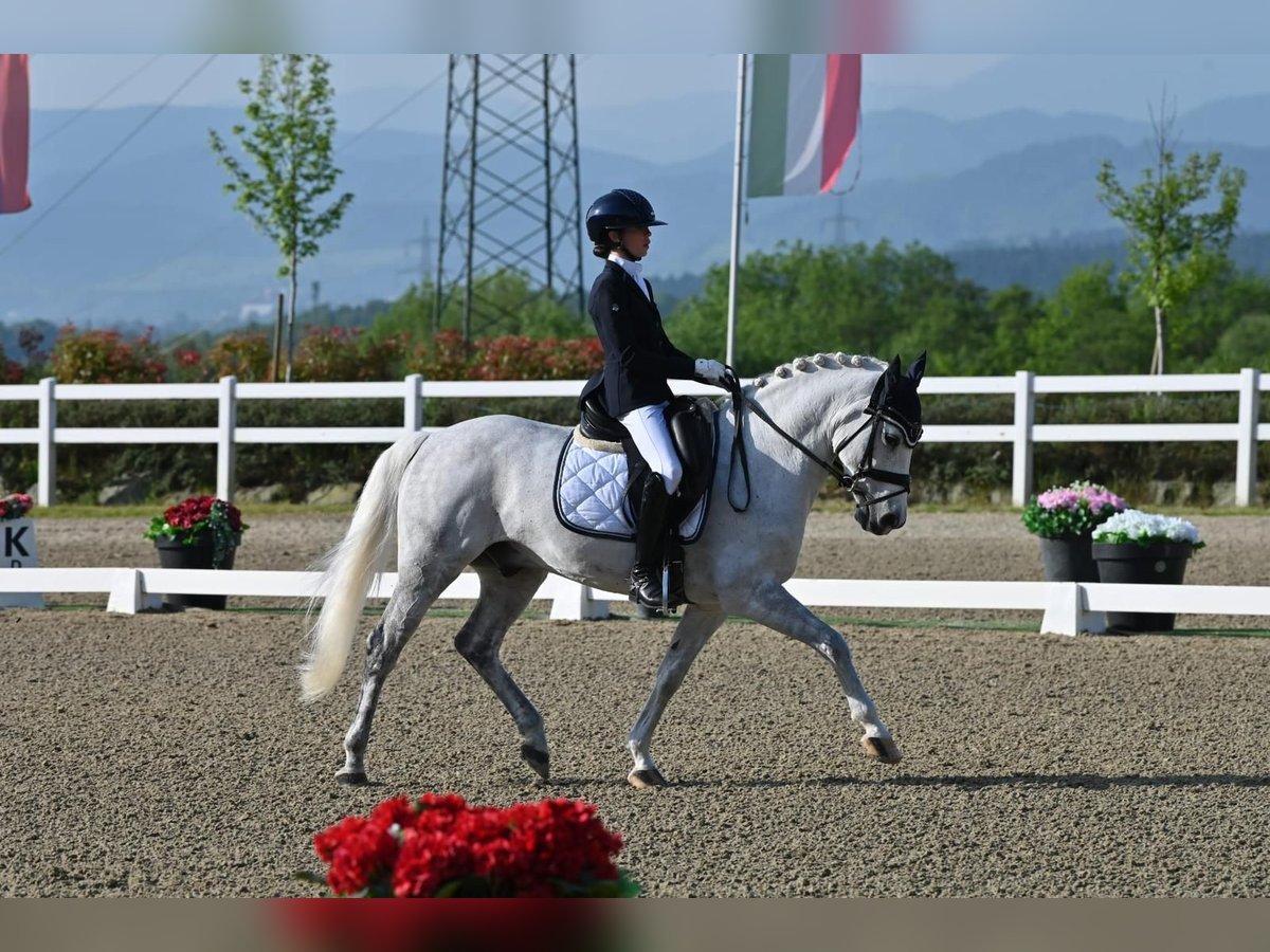 Selle Francais Wallach 17 Jahre 148 cm Schimmel in Bertinoro