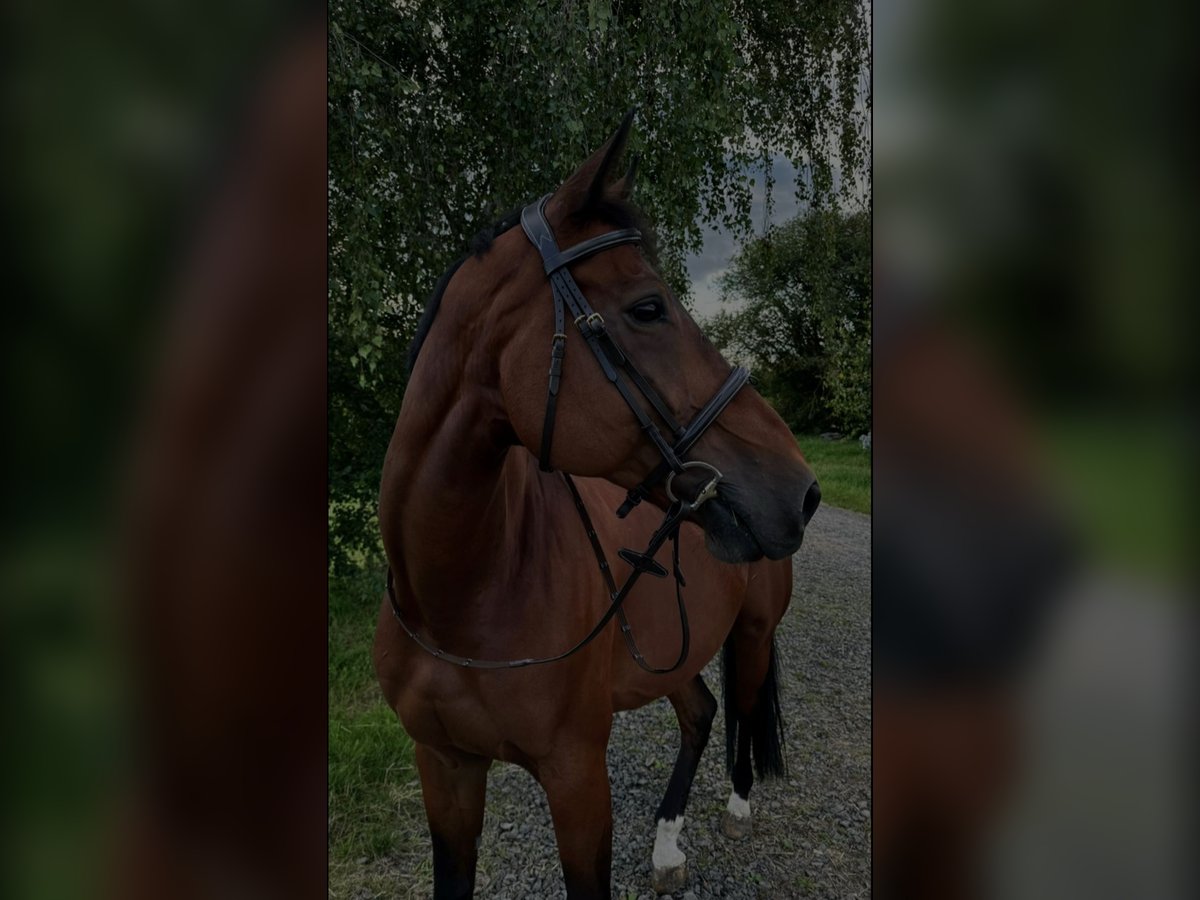 Selle Francais Wallach 18 Jahre 178 cm Brauner in Rockenhausen