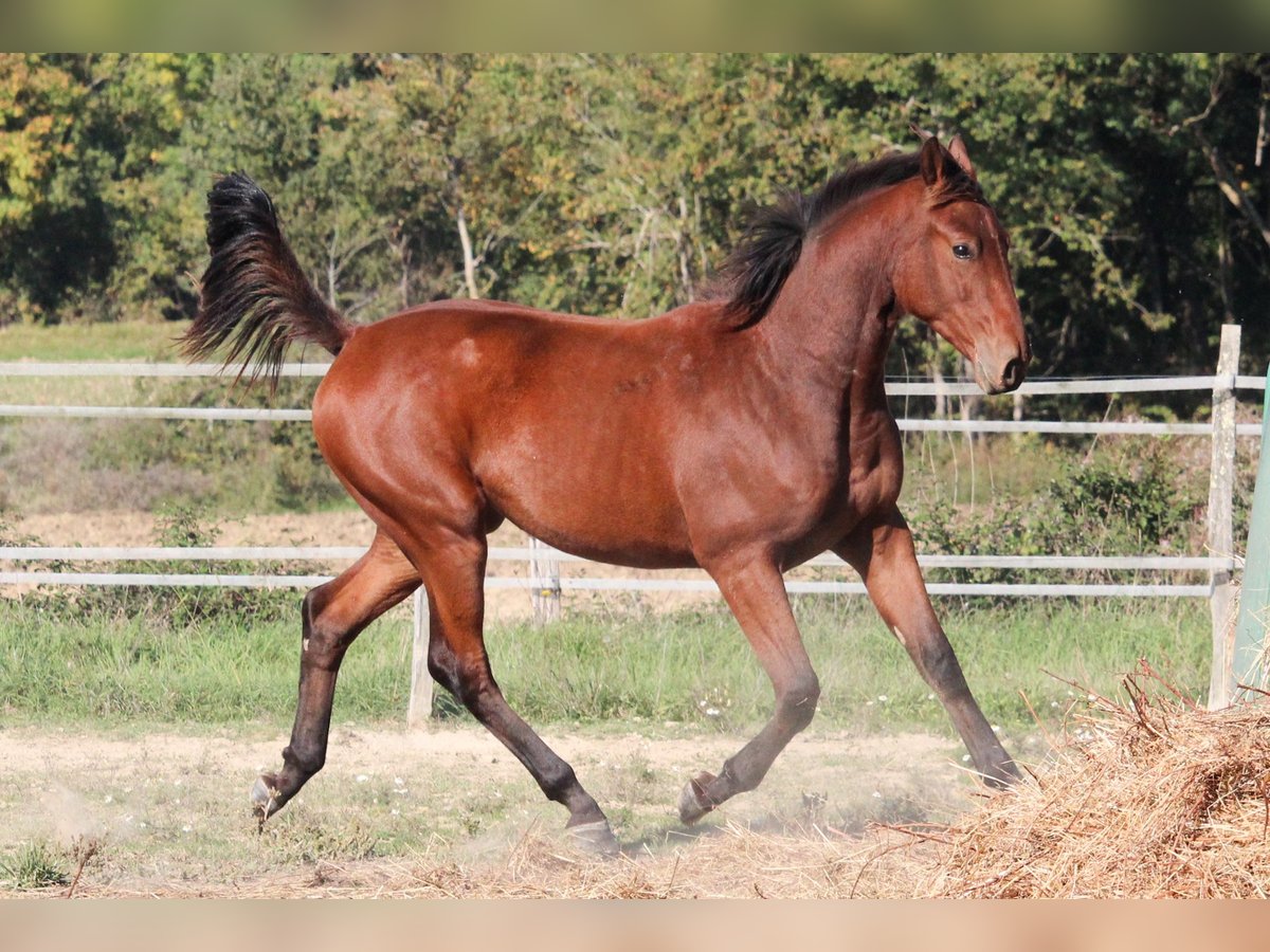 Selle Francais Wallach 1 Jahr 150 cm Brauner in Villeréal Selle Francais Wallach 1 Jahr 150 cm Brauner in Villeréal