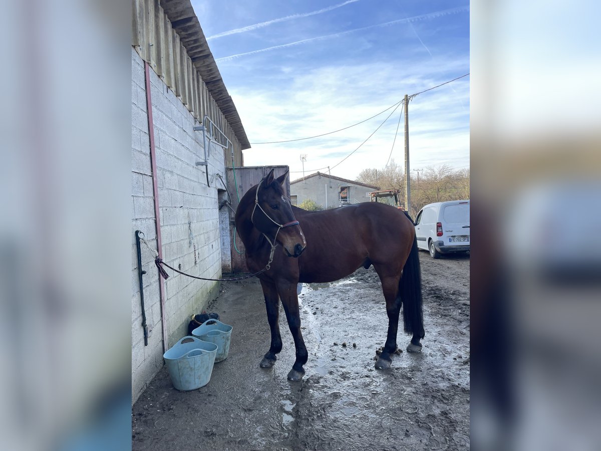 Selle Francais Wallach 21 Jahre 167 cm Brauner in Marcilhac sur Cele