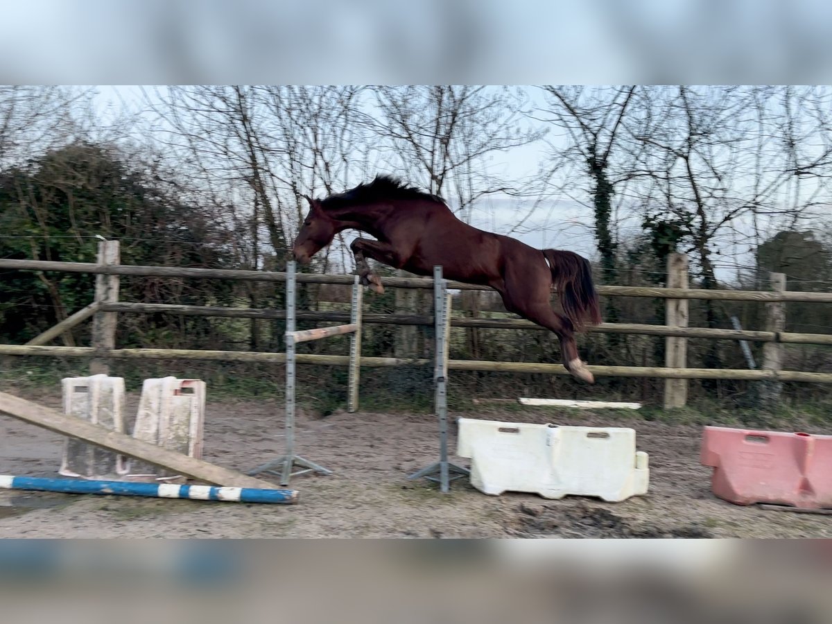 Selle Francais Wallach 3 Jahre 162 cm Dunkelfuchs in Portbail