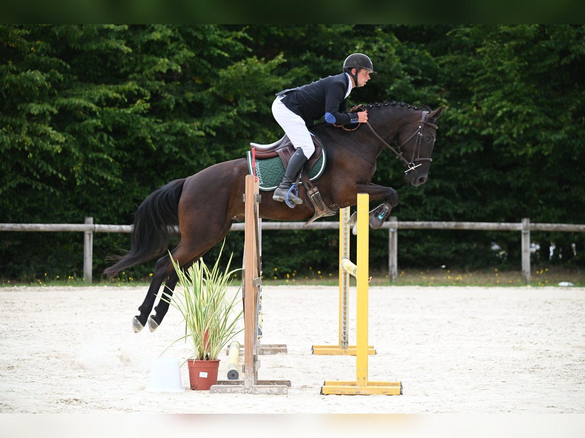 Selle Francais Wallach 4 Jahre 160 cm Schwarzbrauner in Sandrans