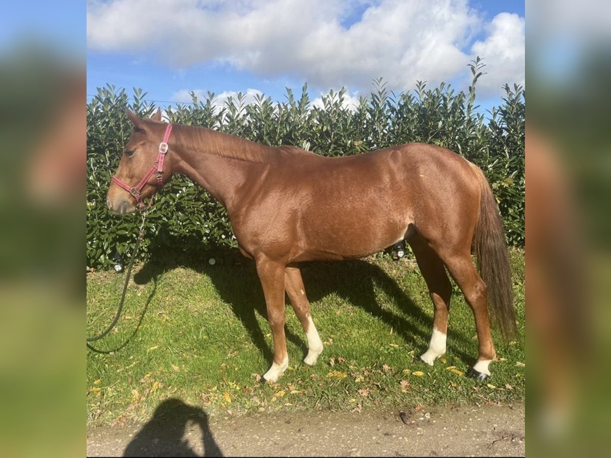 Selle Francais Wallach 4 Jahre 162 cm Fuchs in Auxon