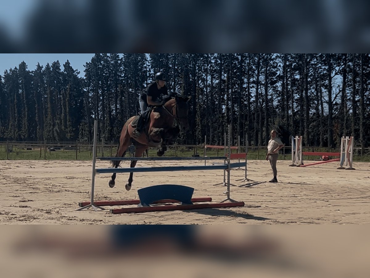 Selle Francais Wallach 4 Jahre 166 cm Brauner in La Crau
