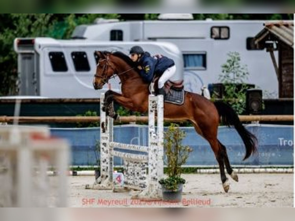 Selle Francais Wallach 4 Jahre 167 cm Brauner in aix en provence