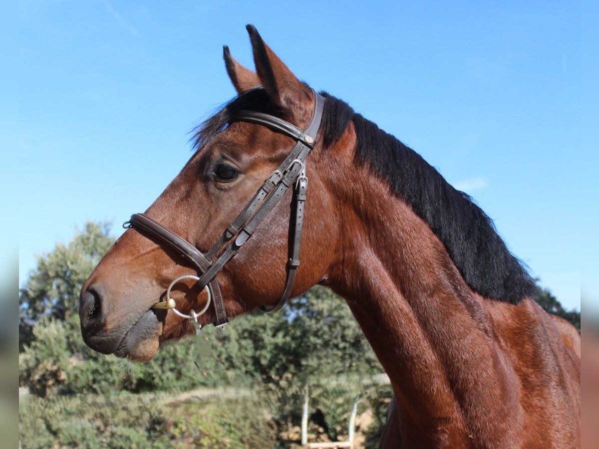 Selle Francais Wallach 4 Jahre 167 cm Brauner in Madrid