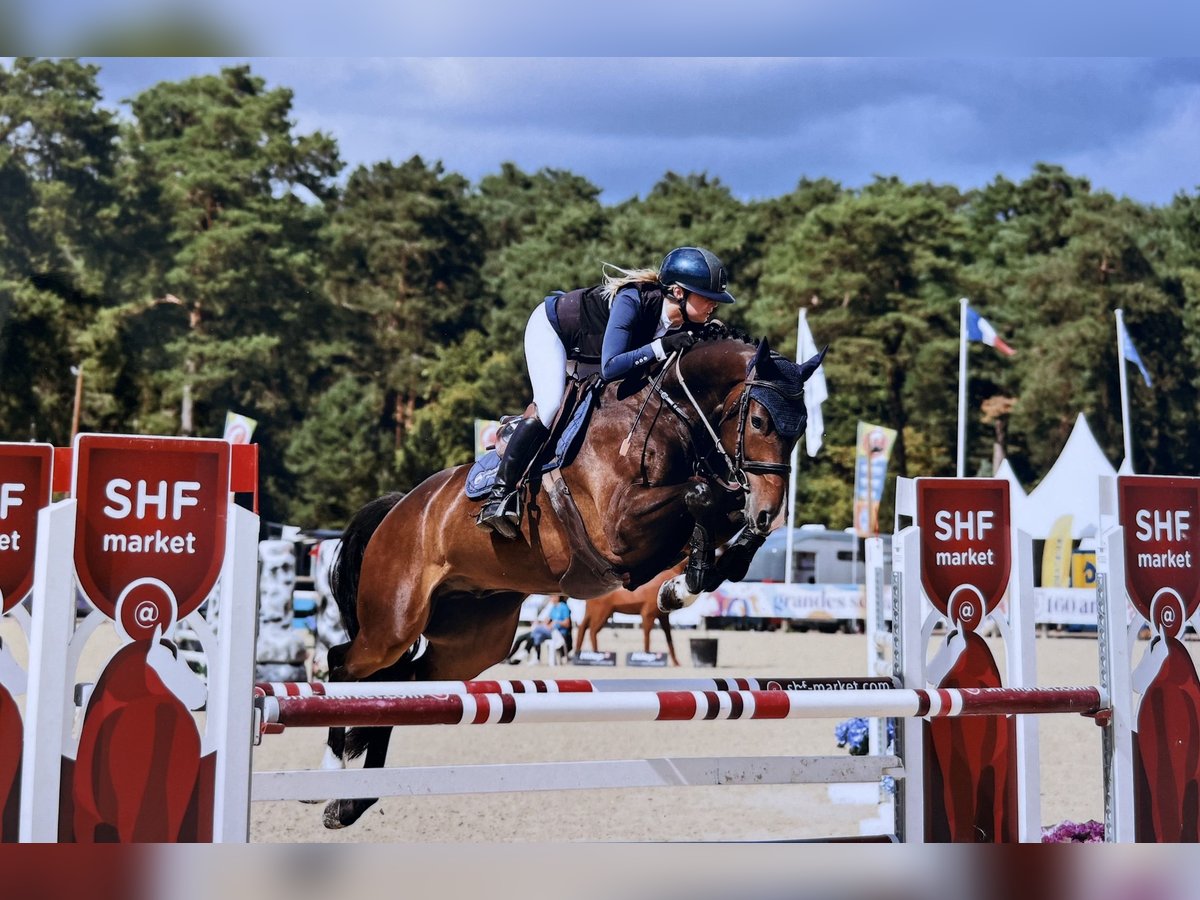 Selle Francais Wallach 5 Jahre 158 cm Dunkelbrauner in Sautron