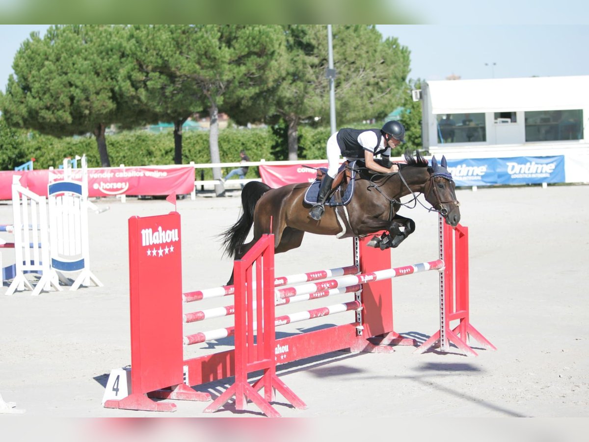 Selle Francais Wallach 5 Jahre 167 cm Dunkelbrauner in San Sebastian De Los Reyes