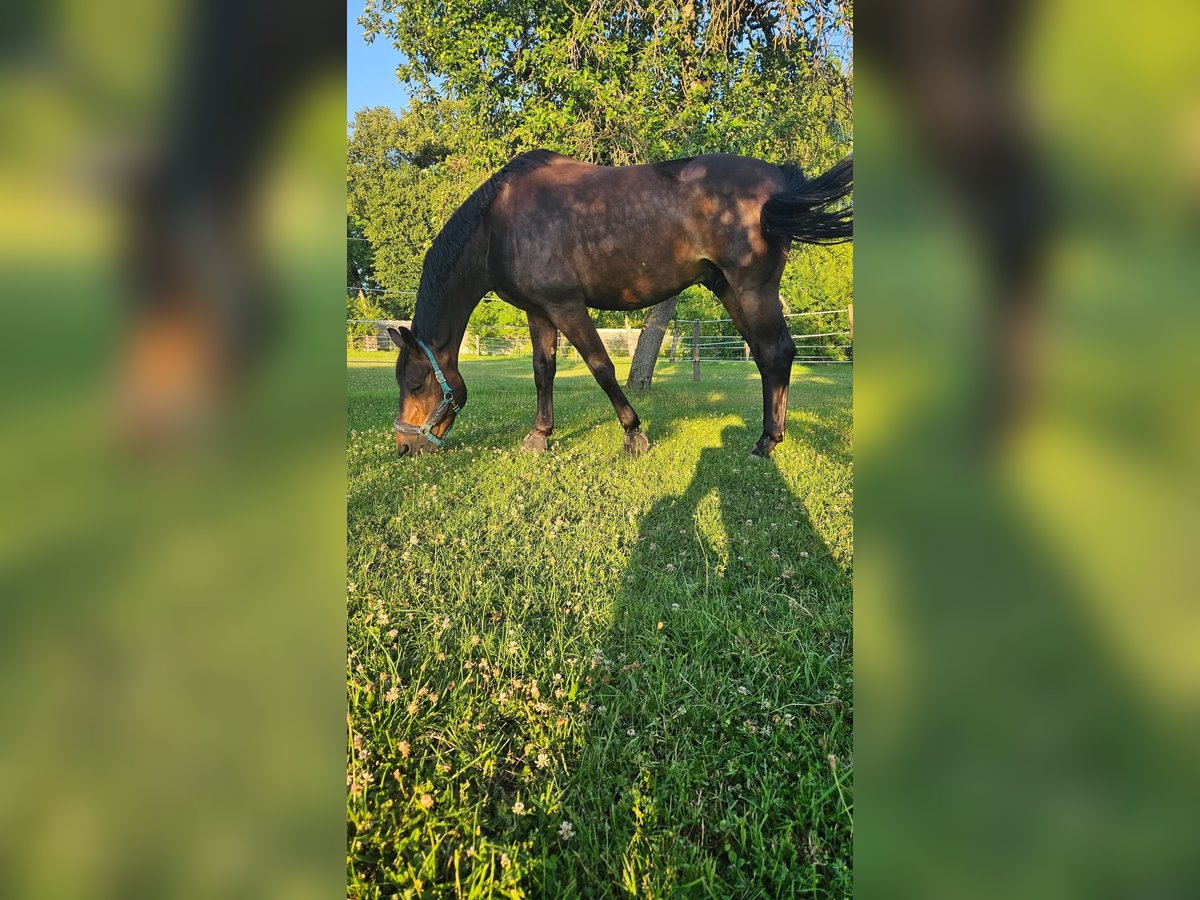 Selle Francais Wallach 5 Jahre 172 cm Schwarzbrauner in Basancon