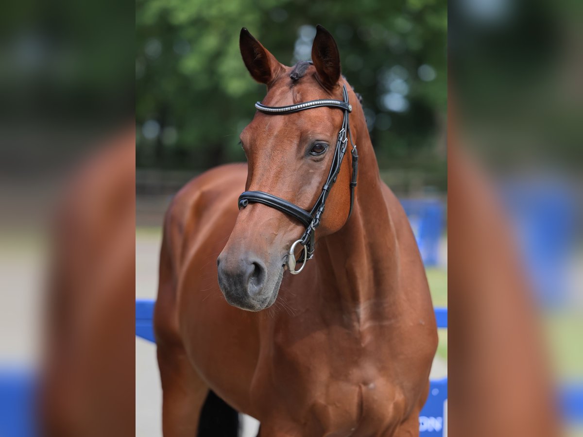 Selle Francais Wallach 6 Jahre 164 cm Brauner in Diepholz