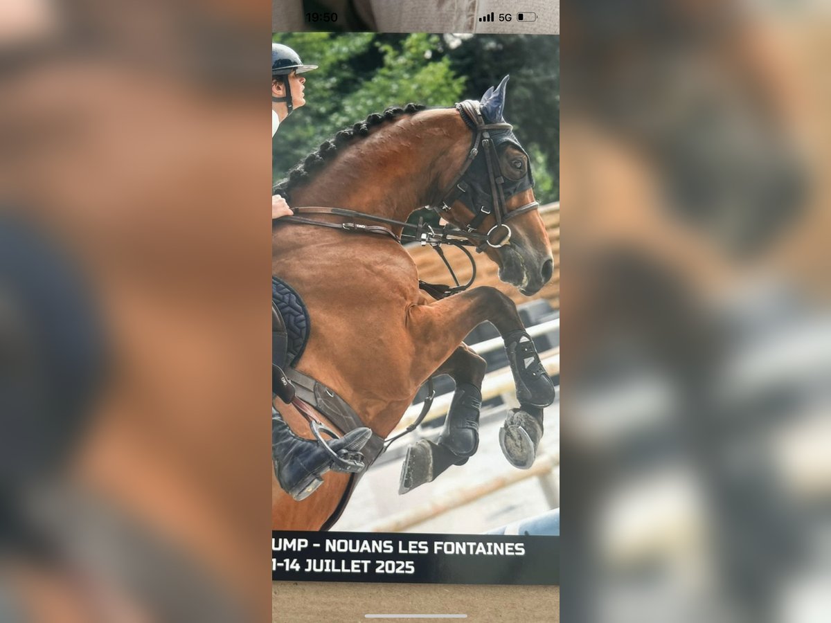 Selle Francais Wallach 6 Jahre 166 cm Brauner in Dourdan