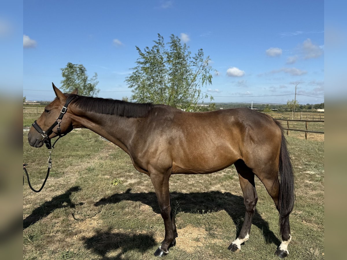 Selle Francais Wallach 6 Jahre 166 cm Brauner in GROTE-BROGEL