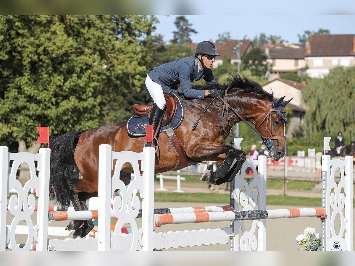Selle Francais Wallach 6 Jahre 166 cm Brauner in Paray le Monial