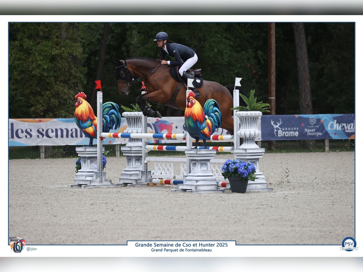 Selle Francais Wallach 6 Jahre 168 cm Brauner in Dourdan