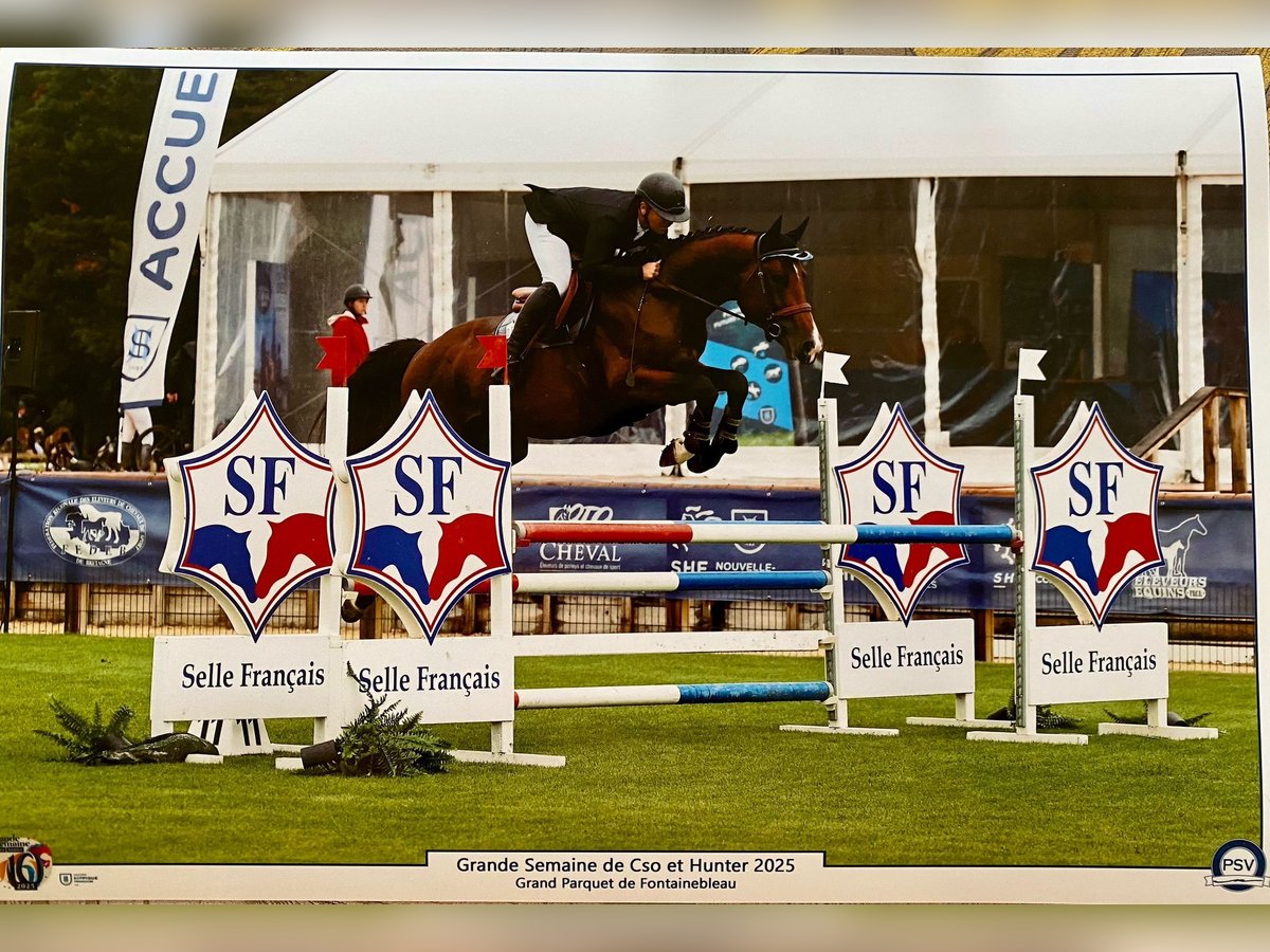Selle Francais Wallach 6 Jahre 168 cm Dunkelbrauner in TARBES