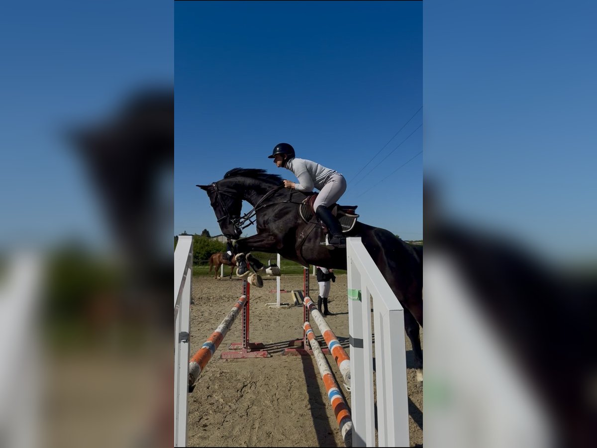 Selle Francais Wallach 6 Jahre 172 cm Rappe in Égleny