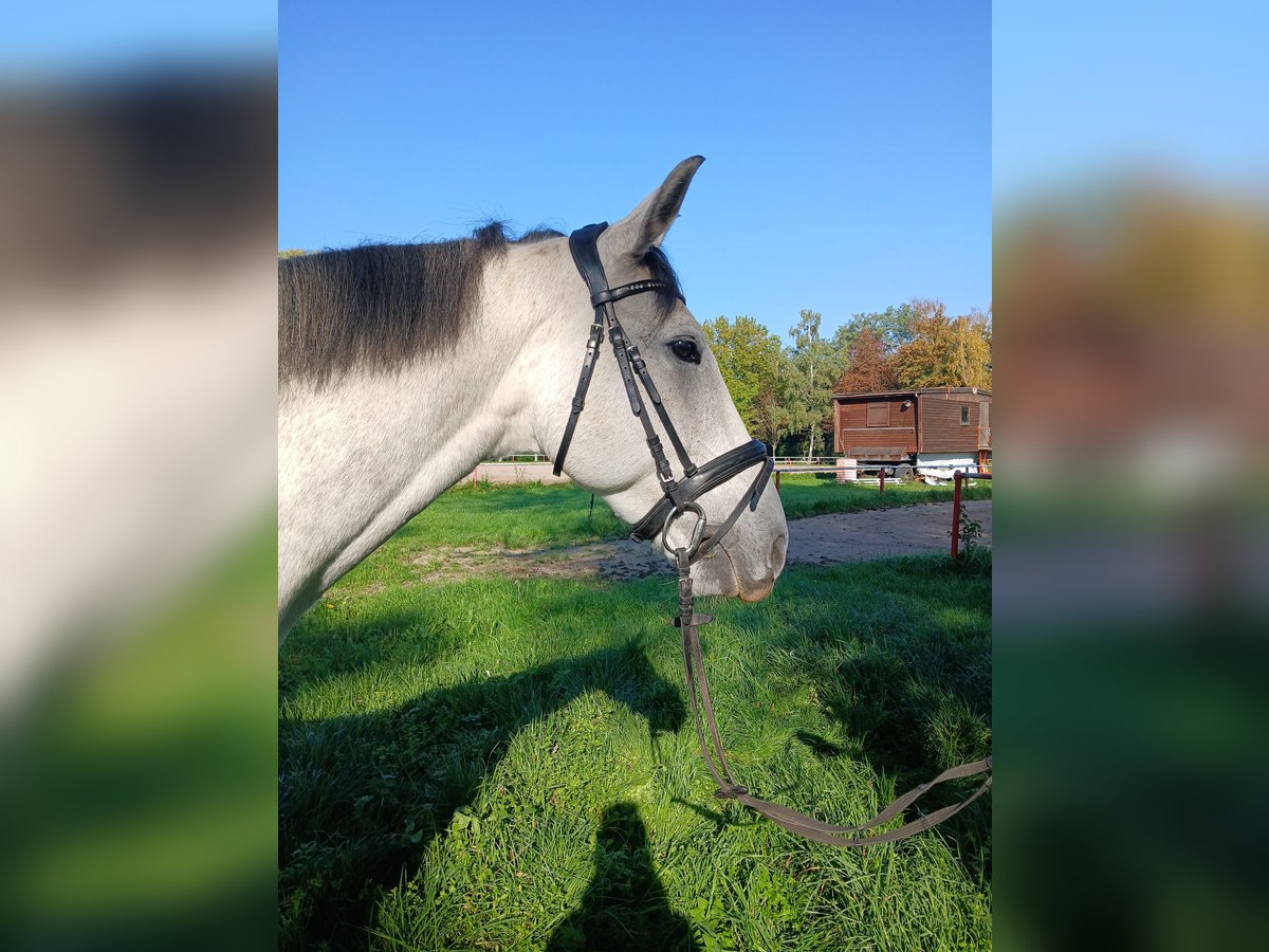 Selle Francais Wallach 7 Jahre 165 cm Apfelschimmel in Bad Sch&#xF6;nborn