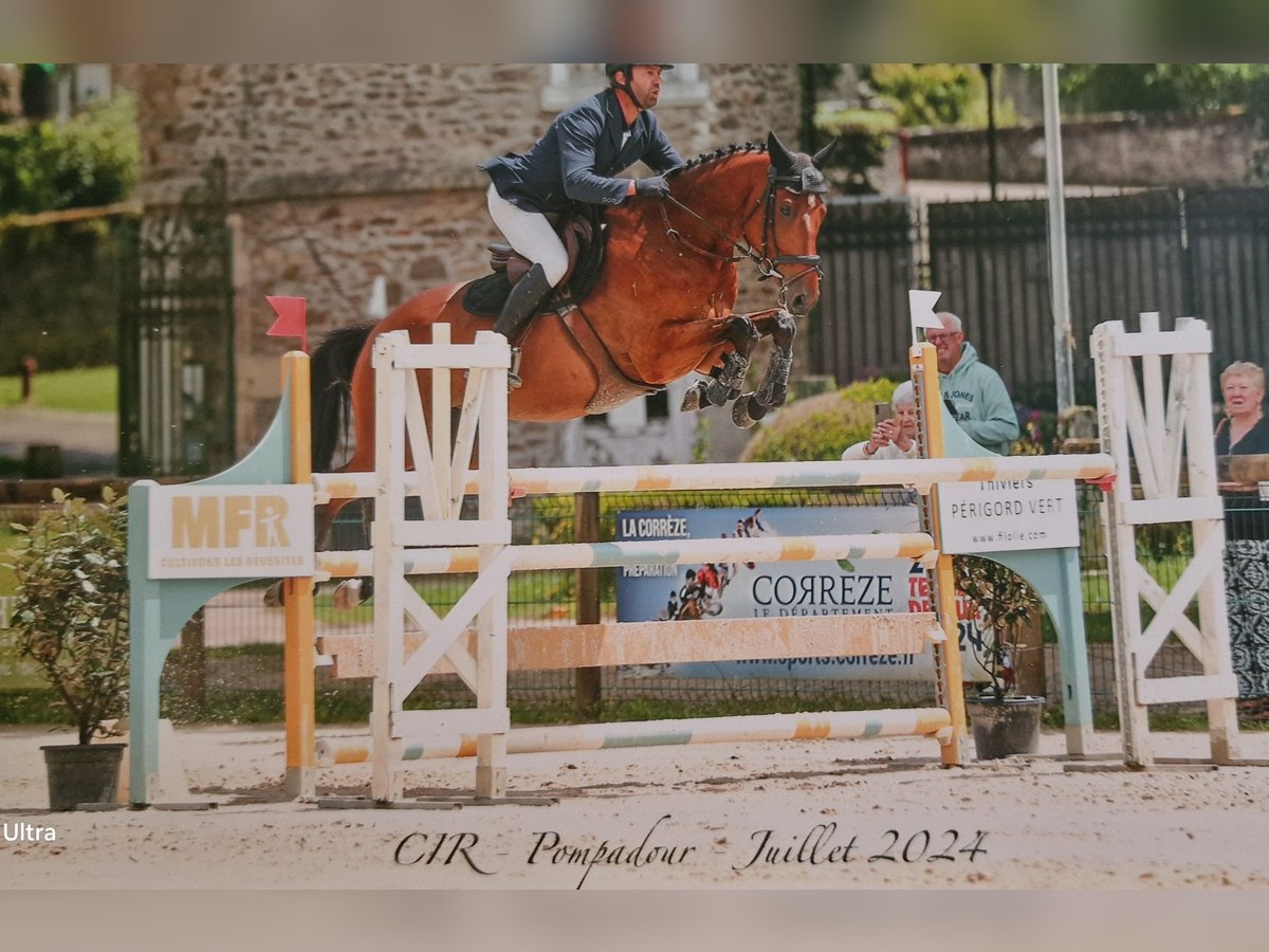 Selle Francais Wallach 7 Jahre 166 cm Brauner in cognac