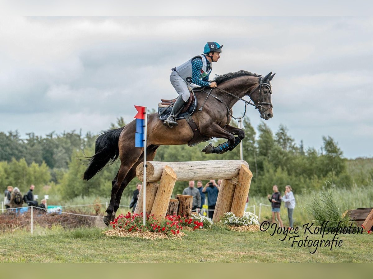 Selle Francais Wallach 7 Jahre 167 cm Brauner in Wierden