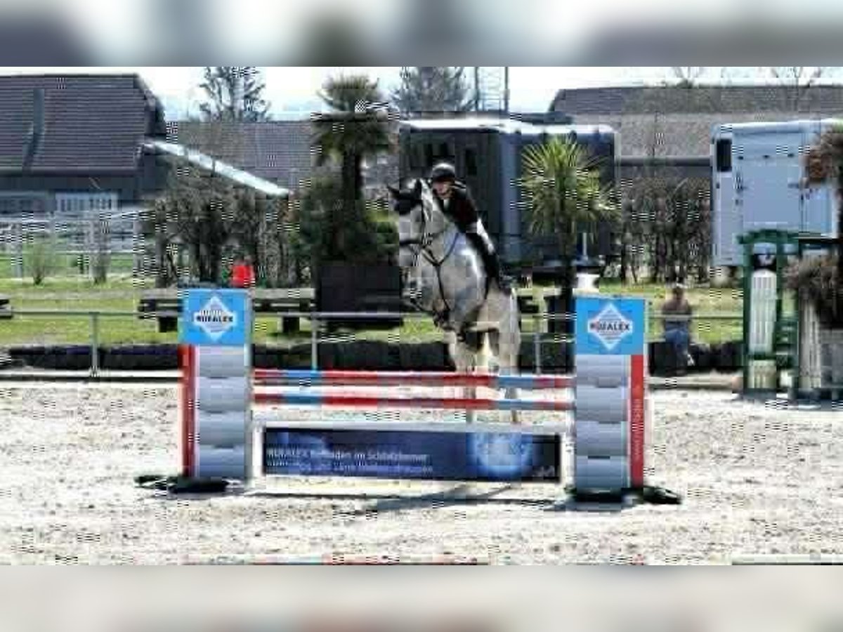 Selle Francais Wallach 7 Jahre 173 cm Fliegenschimmel in &#xC9;cully