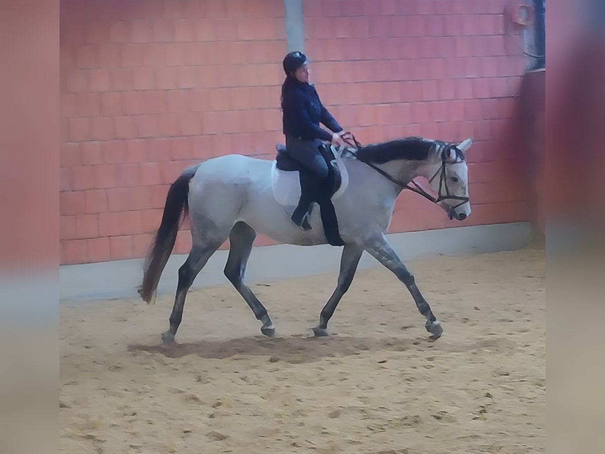 Selle Francais Wallach 7 Jahre 176 cm Fliegenschimmel in Lage