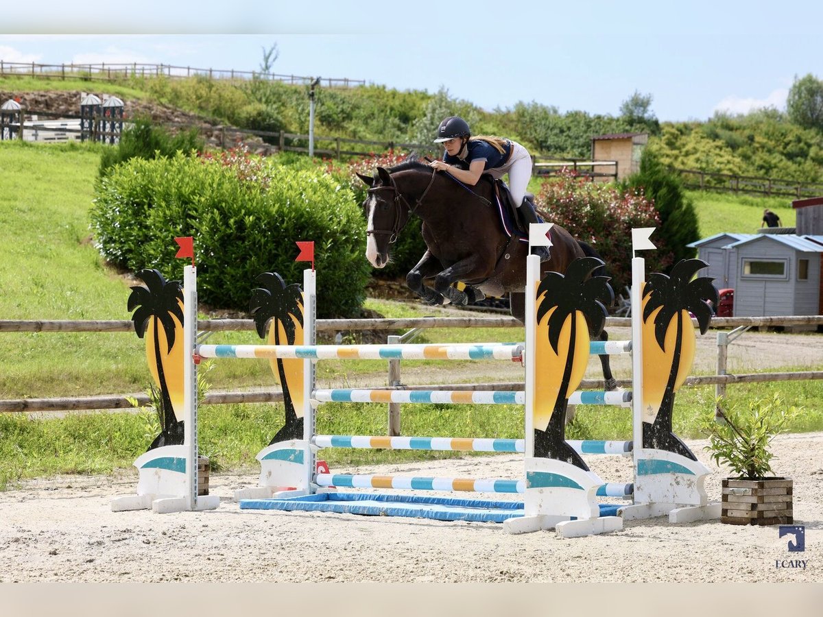 Selle Francais Wallach 8 Jahre 168 cm Rappe in Senlis