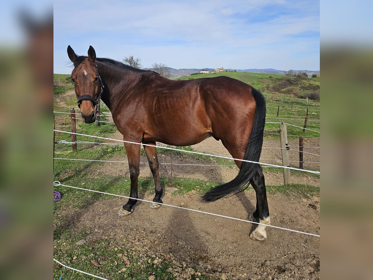 Selle Francais Wallach 9 Jahre 164 cm Brauner in Saint-&#xC9;tienne