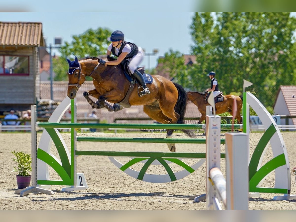 Selle Francais Wallach 9 Jahre 165 cm Brauner in Rixheim