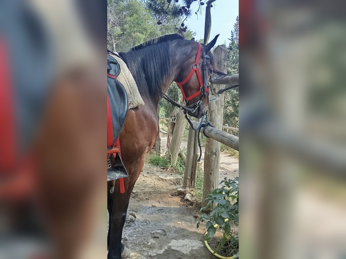 Selle Francais Wallach 9 Jahre 165 cm Brauner in Barcelona