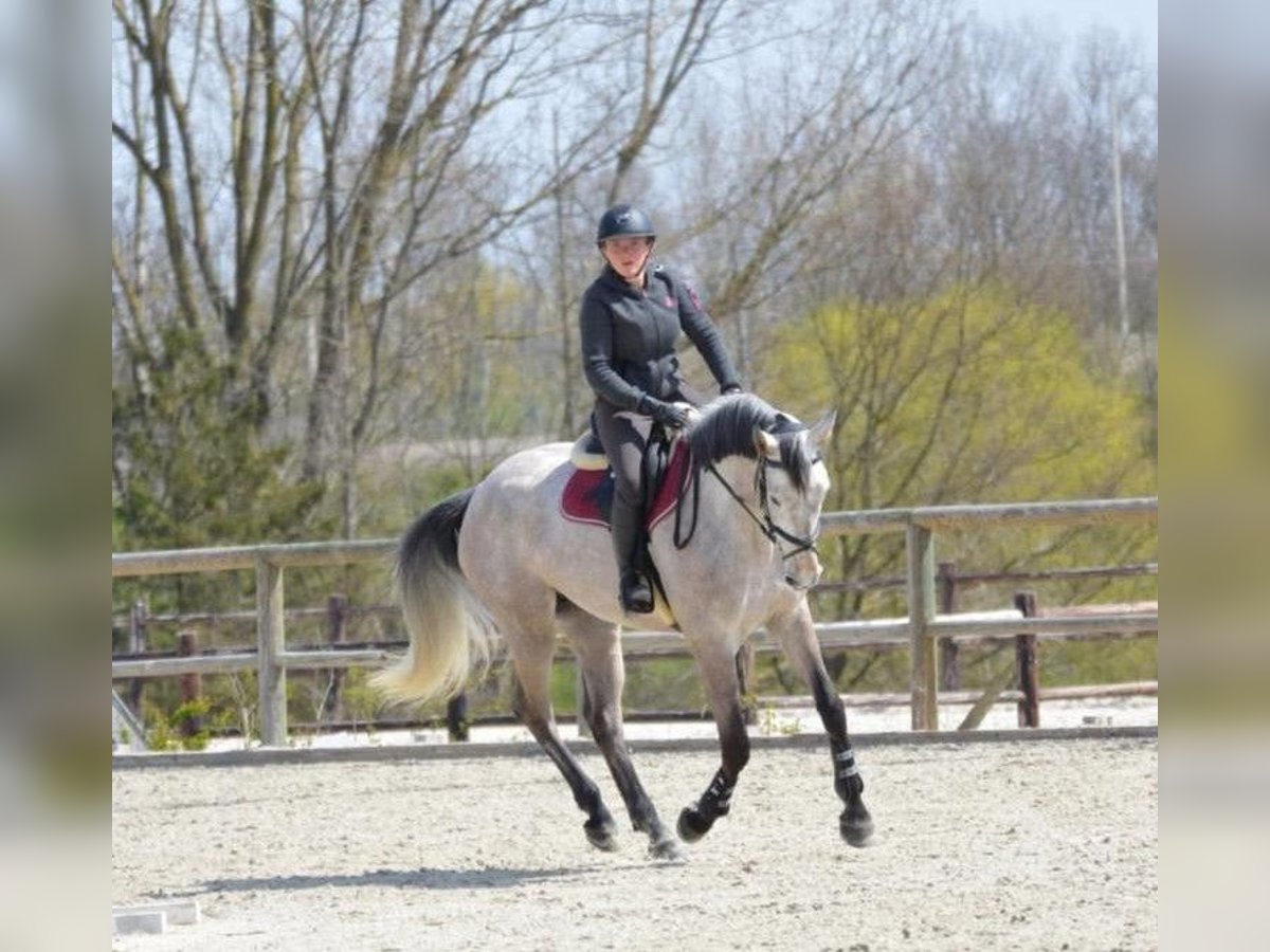 Selle Francais Wallach 9 Jahre 170 cm Schimmel in GROTE-BROGEL
