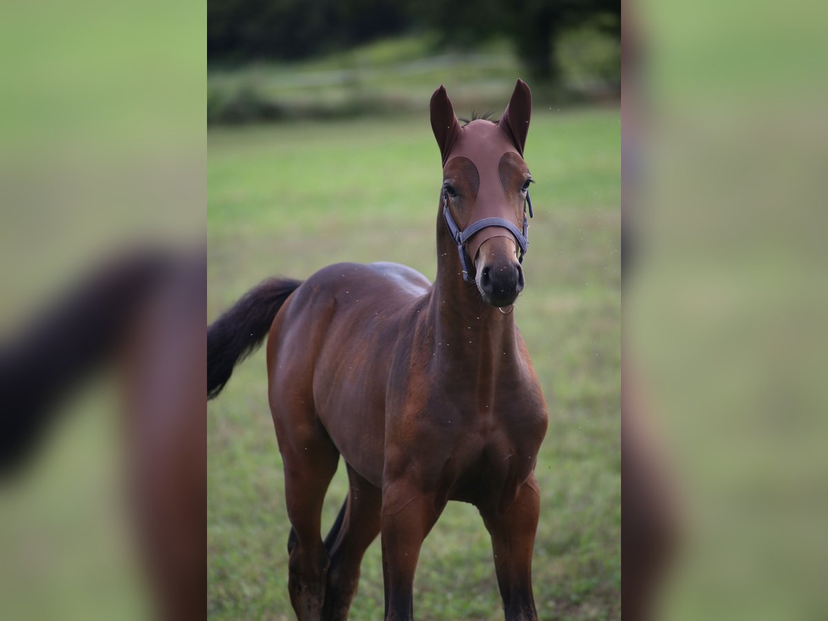 Selle italien Étalon 1 Année Bai brun in Fagnano Olona