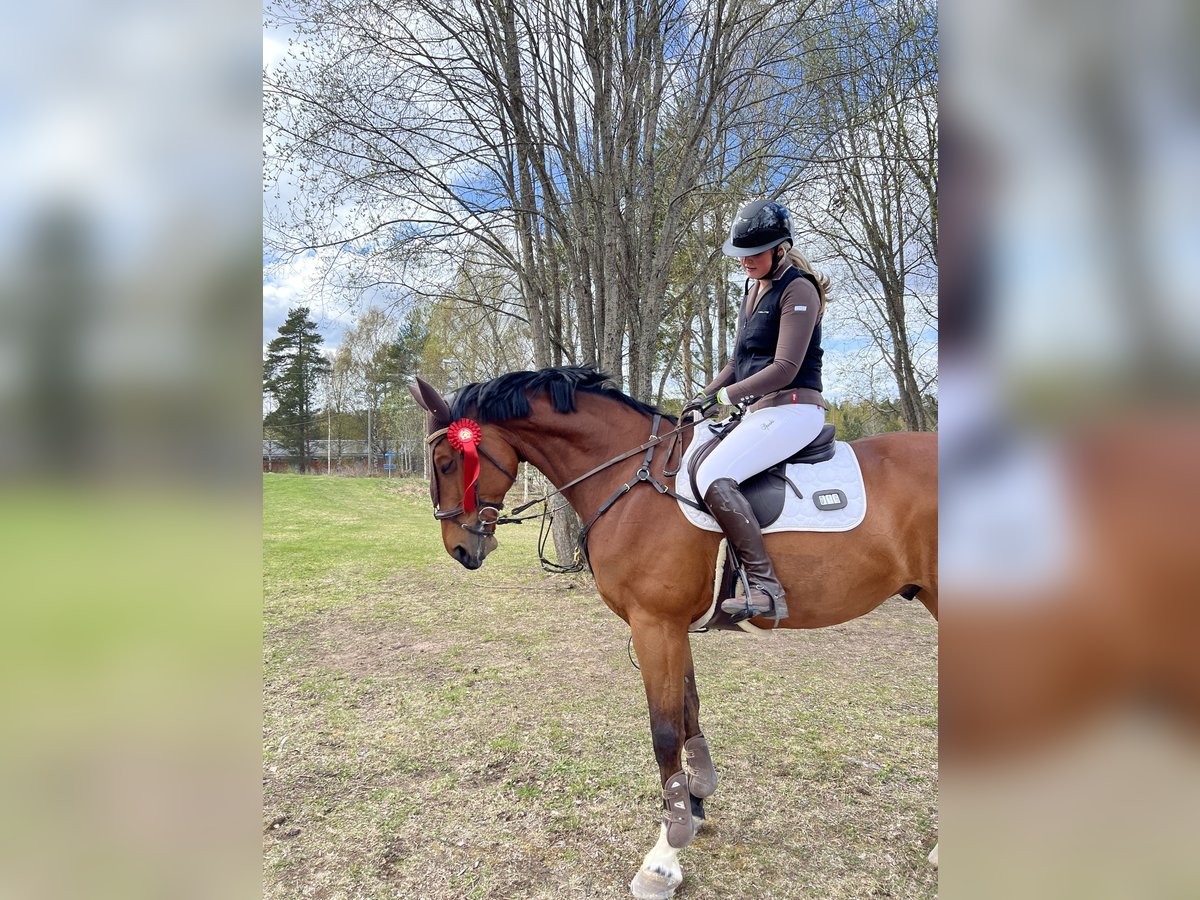 Selle italien Hongre 10 Ans 169 cm Bai in Leksand Selle italien Hongre 10 Ans 169 cm Bai in Leksand