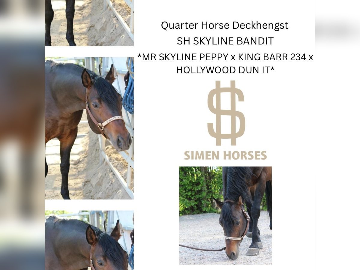 SH SKYLINE BANDIT American Quarter Horse Hengst Donkerbruin in Steinen SH SKYLINE BANDIT American Quarter Horse Hengst Donkerbruin in Steinen