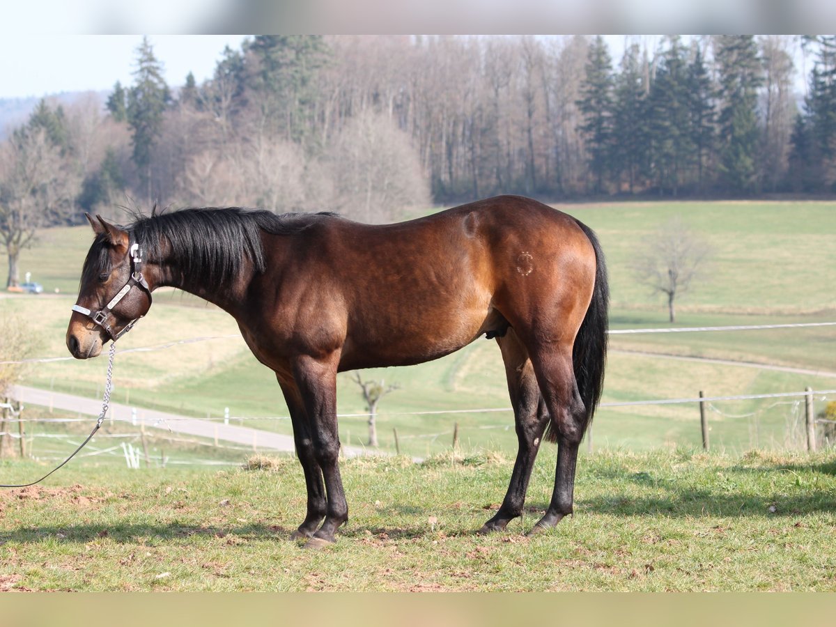 bay quarter horse stallion
