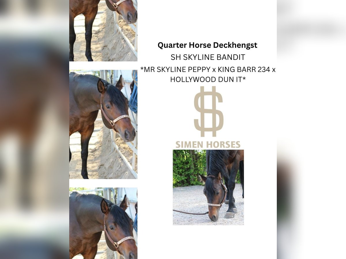 SH SKYLINE BANDIT American Quarter Horse Stallone Baio scuro in Steinen