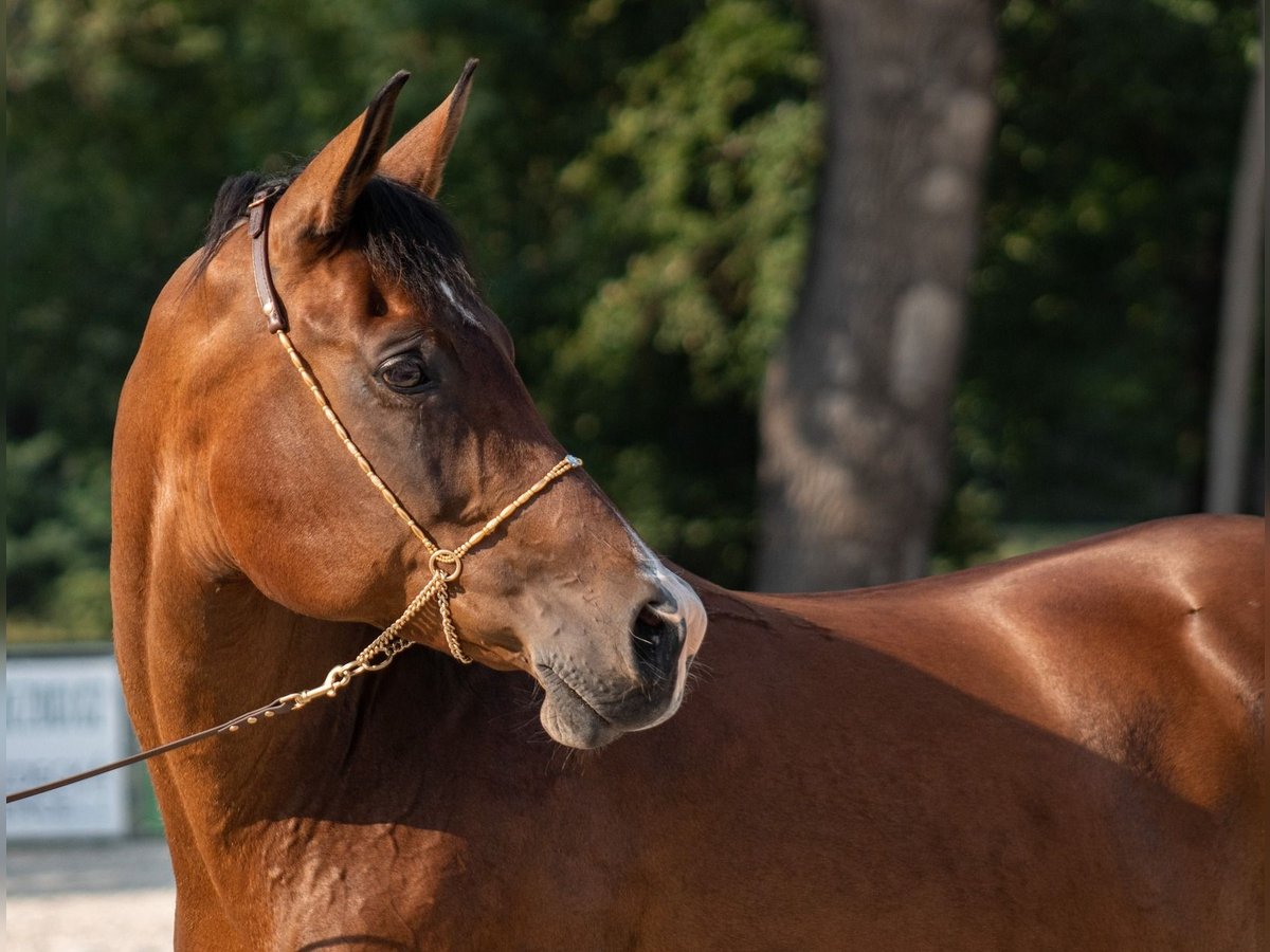 Shagya-arab Sto 15 år 158 cm Brun in Plzen