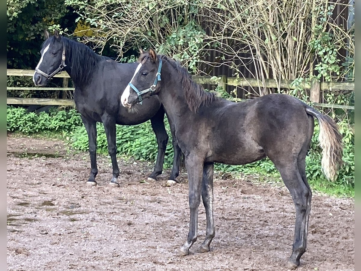 Shagya Araber Hengst 1 Jahr 152 cm Rappe in Dahlem