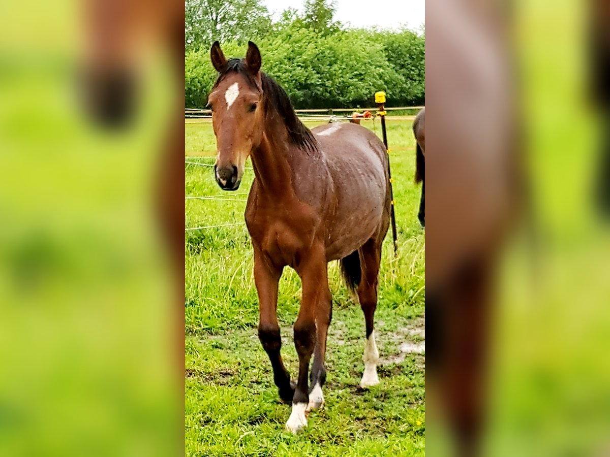 Shagya Araber Hengst 1 Jahr 157 cm Hellbrauner in K&#xF6;hn