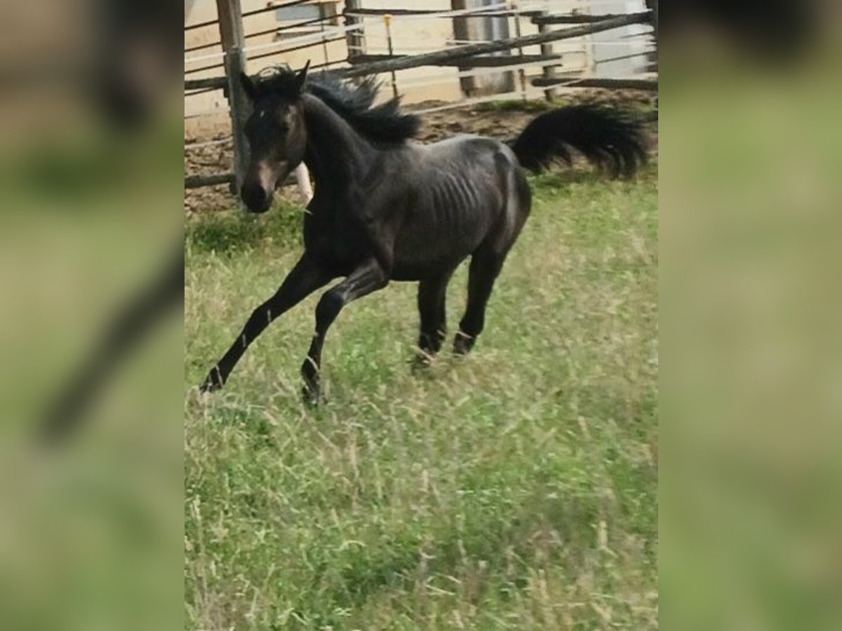 Shagya Araber Hengst 1 Jahr Brauner in Tiefenbach