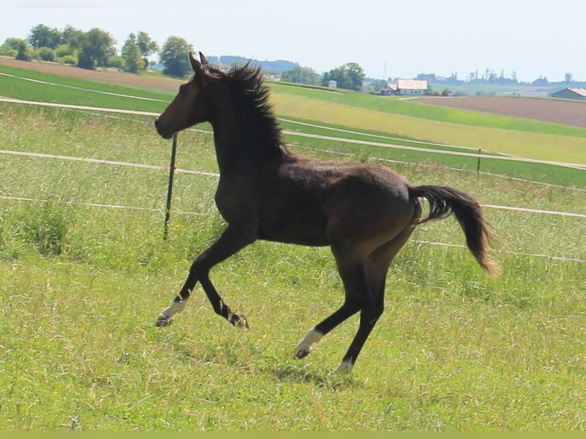 Shagya Araber Hengst 1 Jahr Brauner in Tiefenbach