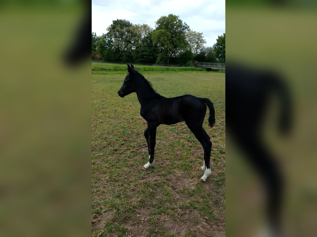 Shagya Araber Hengst  164 cm Rappe in Nienhagen